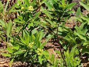 Woody Plants