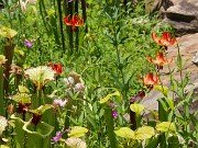 Lilium canadense 20220617 0005