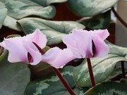 Cyclamen coum 20220115 0004