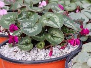 Cyclamen coum 20220115 0006