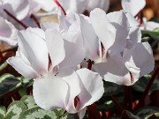 Cyclamen coum 20220206 0003