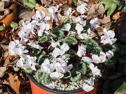 Cyclamen coum 20220206 0004