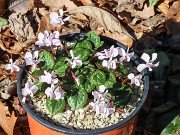 Cyclamen coum 20220206 0007