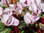 Cyclamen coum 20220206 0009