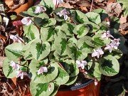 Cyclamen coum 20220206 0011