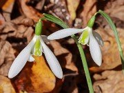 Galanthus bursanus 21 20221030 0002