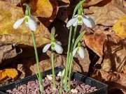 Galanthus bursanus 41 20221030 0002