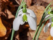 Galanthus bursanus 7 20221030 0002