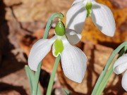 Galanthus bursanus 7 20221030 0004