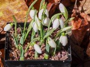 Galanthus bursanus Judith Knott Tyler 33 20221030 0002