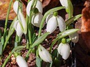 Galanthus bursanus Judith Knott Tyler 33 20221030 0003