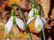 Galanthus bursanus PPBA-B-17-0432 20221030 0002