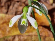 Galanthus bursanus PPBA-R-17-3184 202210300002