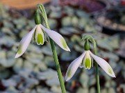 Galanthus elwesii var. monostictus 263 20221204 0001