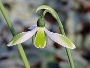 Galanthus elwesii var. monostictus 266 20221204 0002