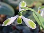 Galanthus elwesii var. monostictus 266 20221204 0003