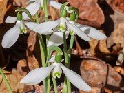 Galanthus reginae-olgae 12 20221030 0002