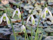 Galanthus reginae-olgae 12624 20221204 0002