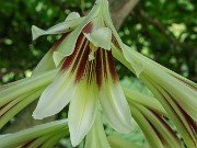 Cardiocrinum cordatum var. glehnii 20220601 0004