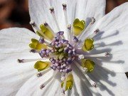 Eranthis byunsanensis 20220227 0005