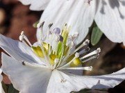 Eranthis byunsanensis 20220227 0006