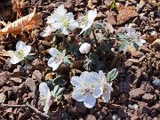 Eranthis byunsanensis 20220227 0007