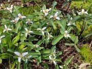 Trillium pusillum var. carolinianum Nash Co. NC 20220413 0002