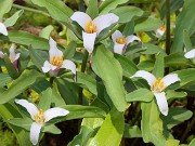 Trillium pusillum var. carolinianum Nash Co. NC 20220413 0003