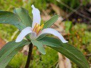 Trillium pusillum var. carolinianum Nash Co. NC 20220413 0005