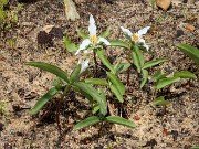 Trillium pusillum var. carolinianum Wake Co. NC 20220413 0002