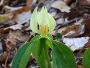 Trillium recurvatum Little Rabbit 20220502 0004