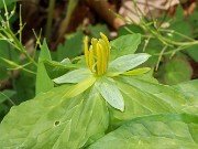 Trillium stamineum f. luteum 20220502 0001