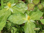 Trillium stamineum f. luteum 20220502 0002