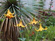 Bog Garden Plants