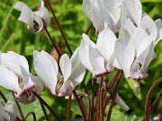 Cyclamen