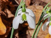 Galanthus