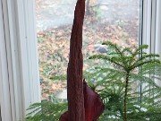 Amorphophallus konjac 20230325 0001