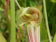Arisaema kiushianum Ameratsu 20230612 0003
