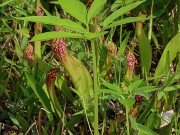 Arisaema kiushianum Ameratsu 20230612 0004