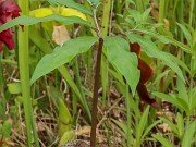 Arisaema urashima Sarasa 20230521 0003