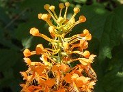 Platanthera ciliaris 20230801 0001