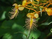 Platanthera ciliaris 20230801 0003