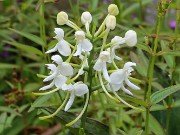 Platanthera integrilabia 20230801 0008