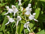 Platanthera integrilabia 20230802 0002