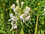 Platanthera integrilabia 20230802 0006