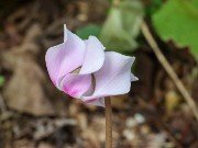 Cyclamen confusum 20230909 0001