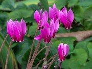 Cyclamen confusum 20230909 0003