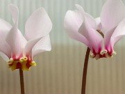 Cyclamen confusum 20230913 0003