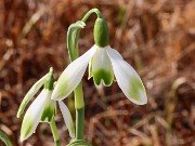 Galanthus Envy 20230226 0002