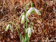 Galanthus Envy 20230226 0003